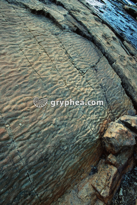 Ripple-marks Emosson - gryphea.org